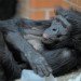 Bonobo 060310_5